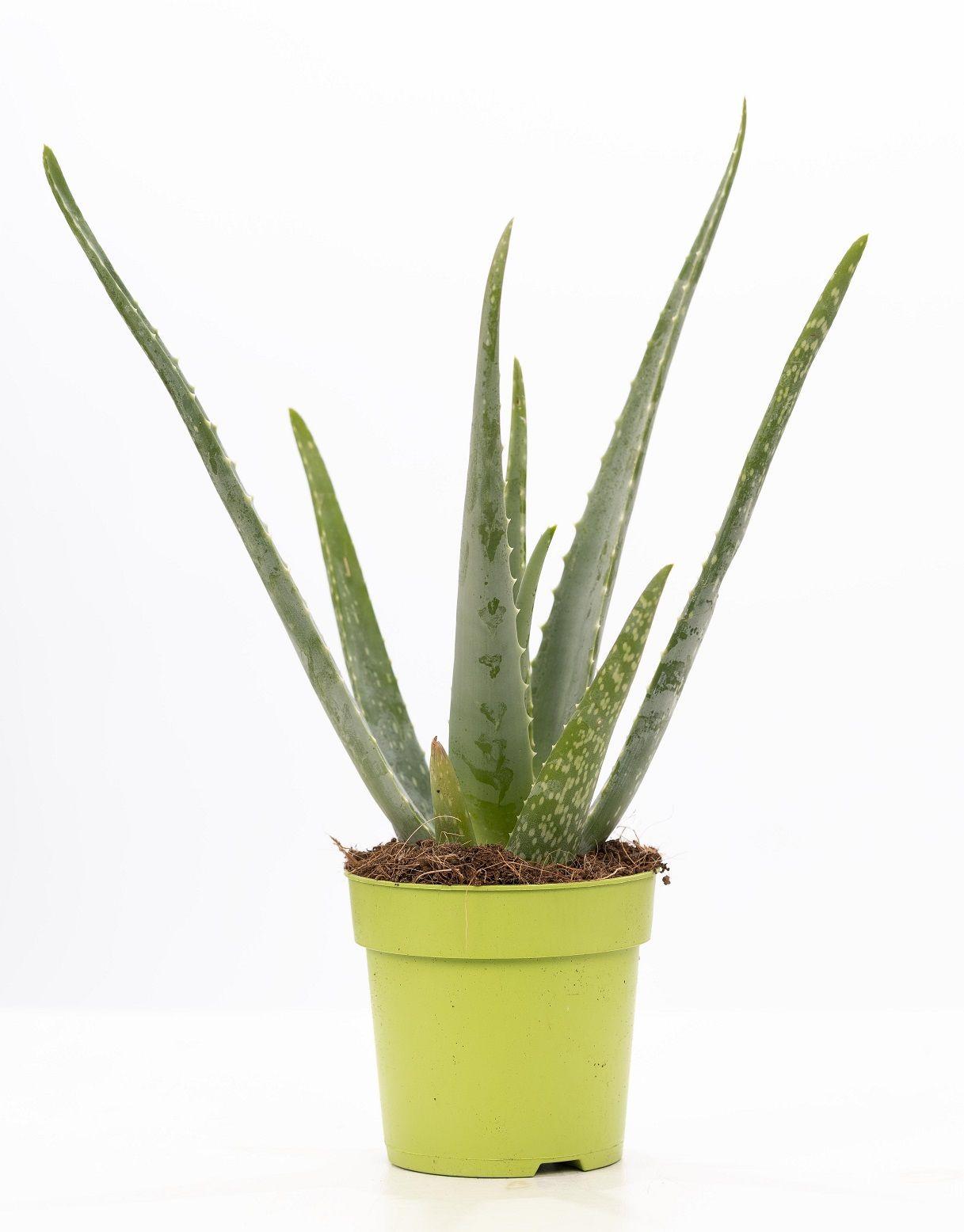 Echte Aloe 40 cm