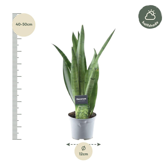 Sansevieria Spearmint - 45 cm - ø12cm