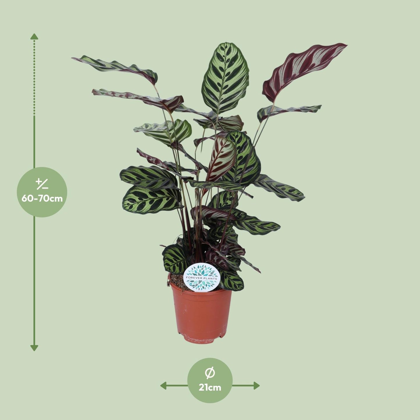 Calathea "Makoyana" 70 cm