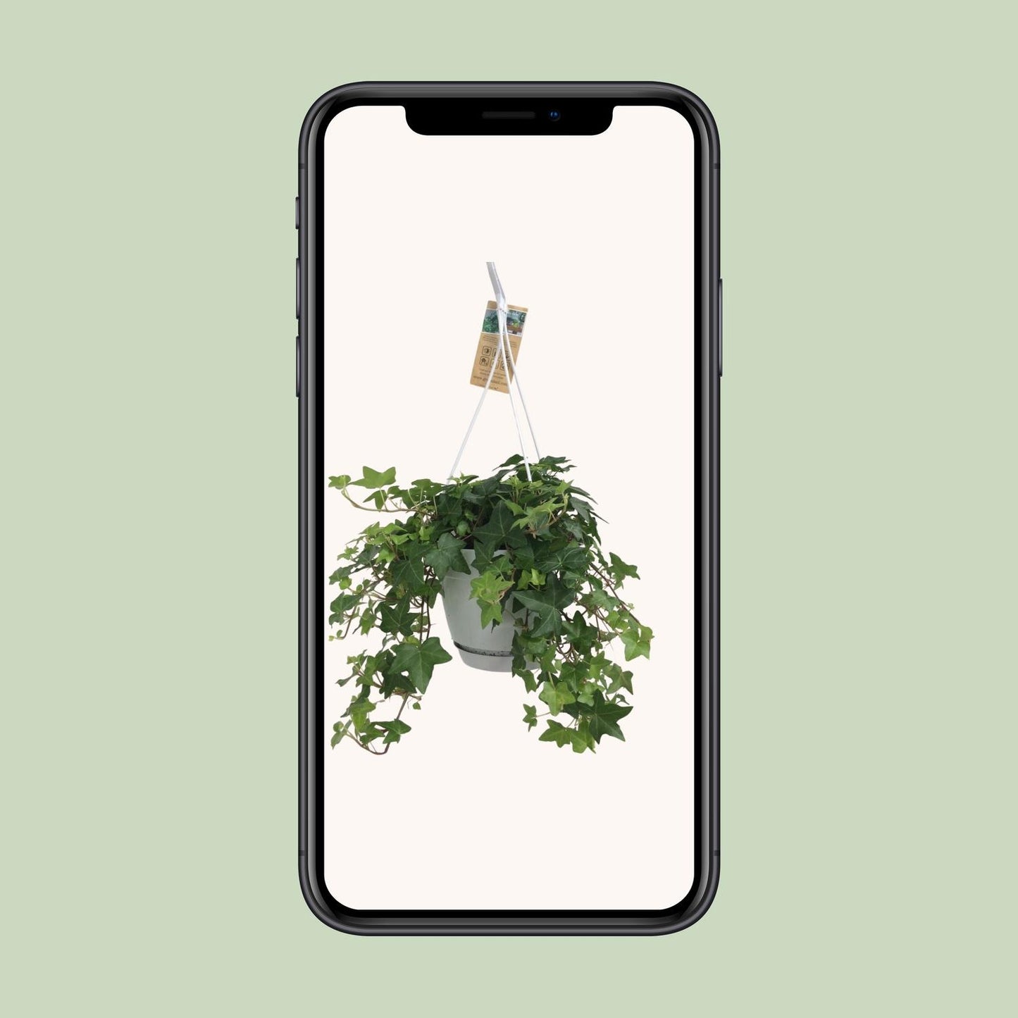 Gemeiner Efeu "Groen" 45 cm