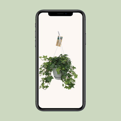 Gemeiner Efeu "Groen" 45 cm