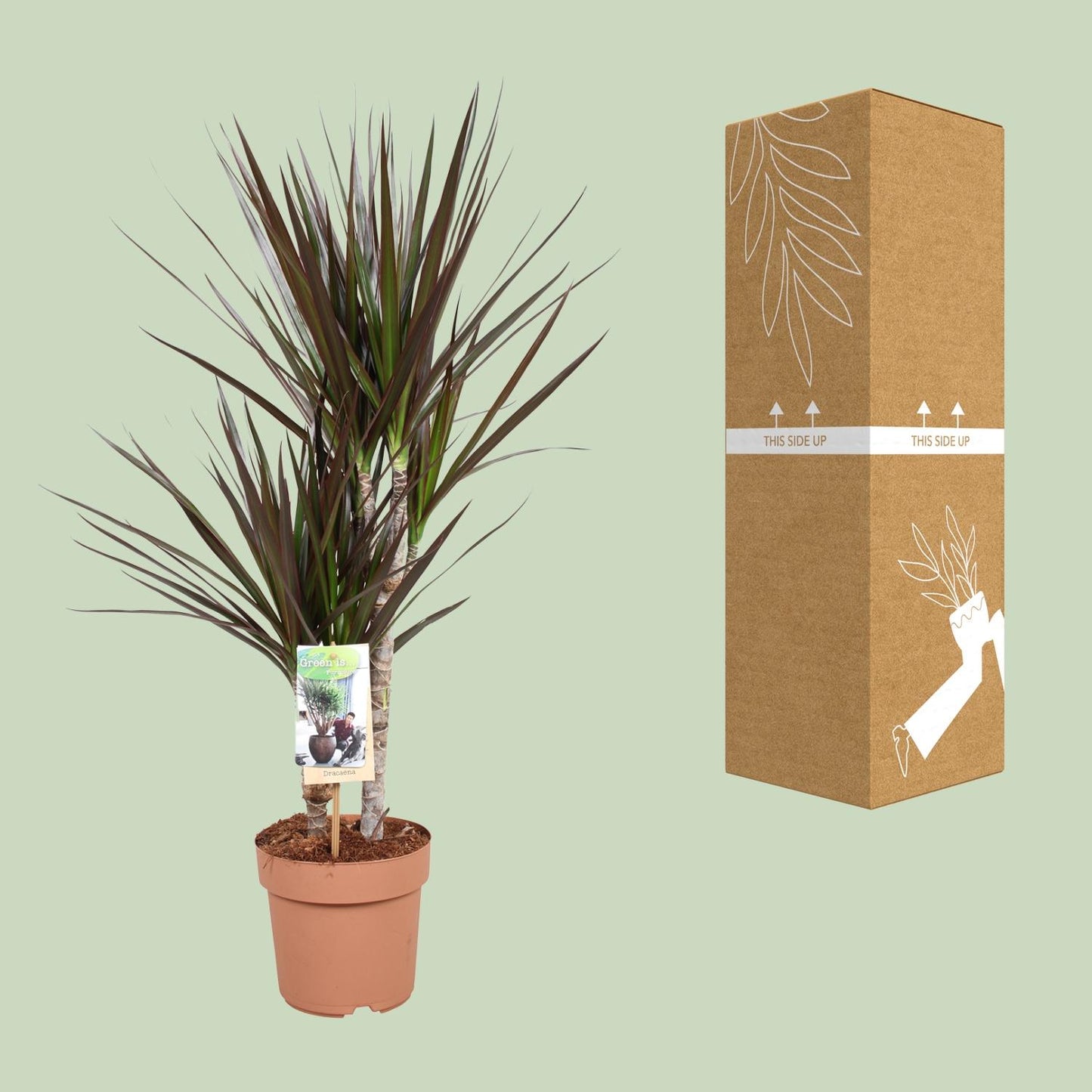 Drachenbaum "Magenta" 80 cm