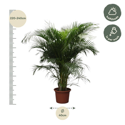 Areca-Palme 230 cm