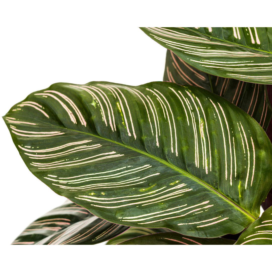 Calathea "Ornata Sanderiana" 70 cm