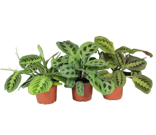 Bundle - Maranta Leuconeura Mix - 30 cm