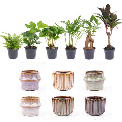 Bundle "Mini" - 15 cm + Töpfe