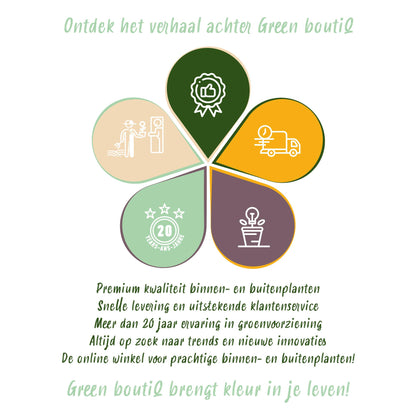 4x Maranta Fascinator "Tricolour" -  30 cm