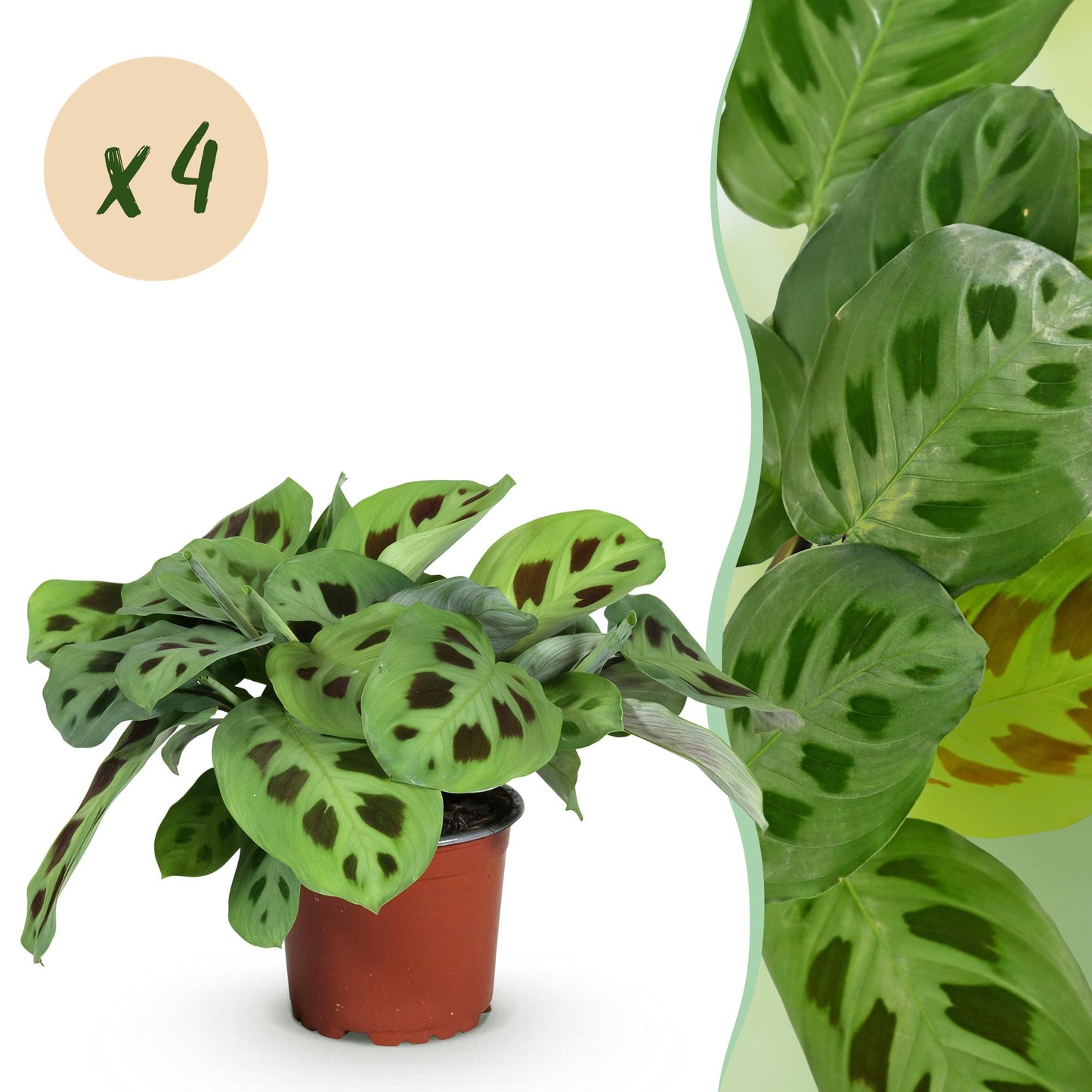 4x Maranta Fascinator "kerechoveana" - 30 cm