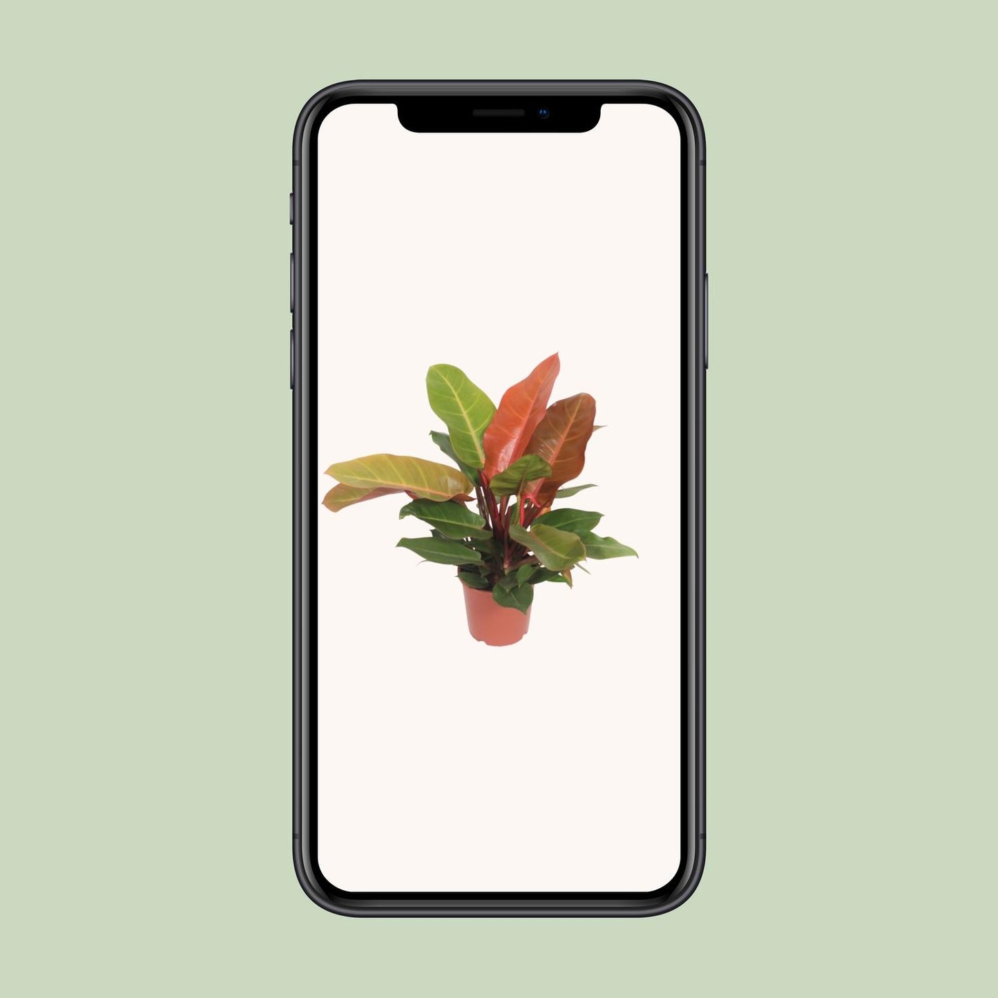 Philodendron "Prince of Orange" 45 cm