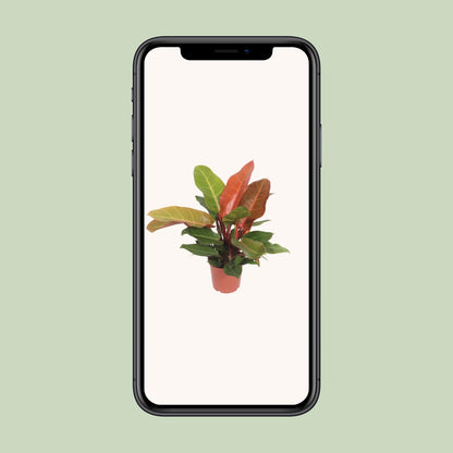 Philodendron "Prince of Orange" 45 cm