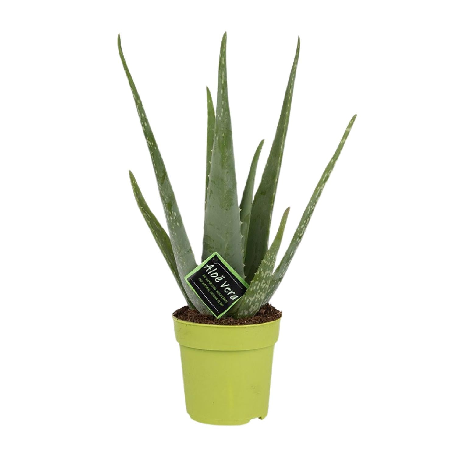 Echte Aloe 45 cm