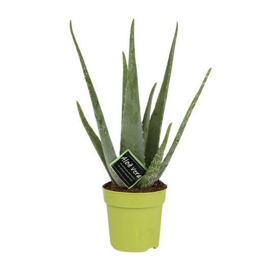 Echte Aloe 45 cm