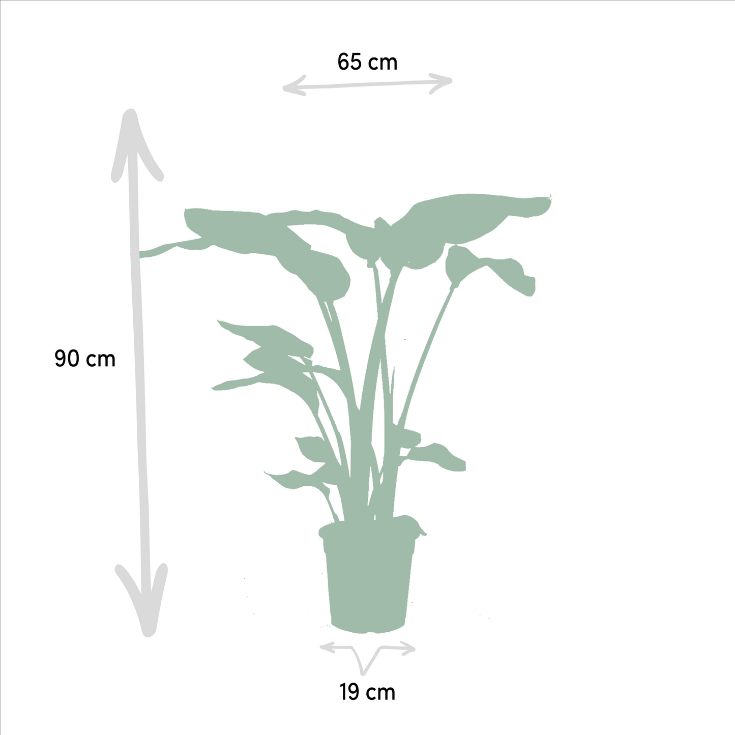Bundle - Strelitzia Nicolai, Alocasia Macrorrhiza 80 cm