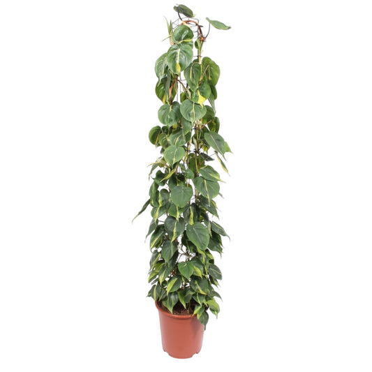 Philodendron Scandens "Brasil" 160 cm