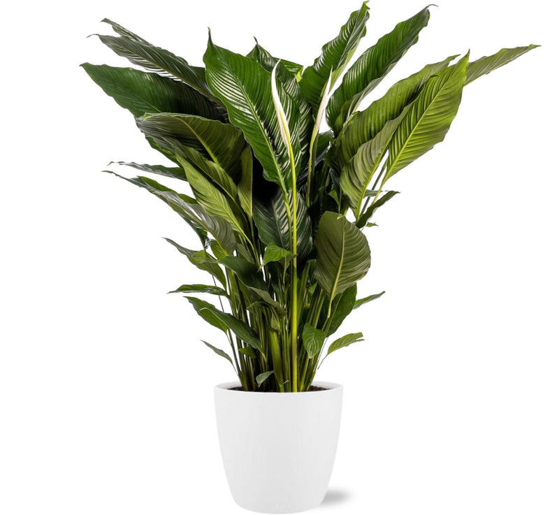Spathiphyllum Sweet Sebastiano 110cm - Ø24cm inkl. Topf "Brussels" Weiß