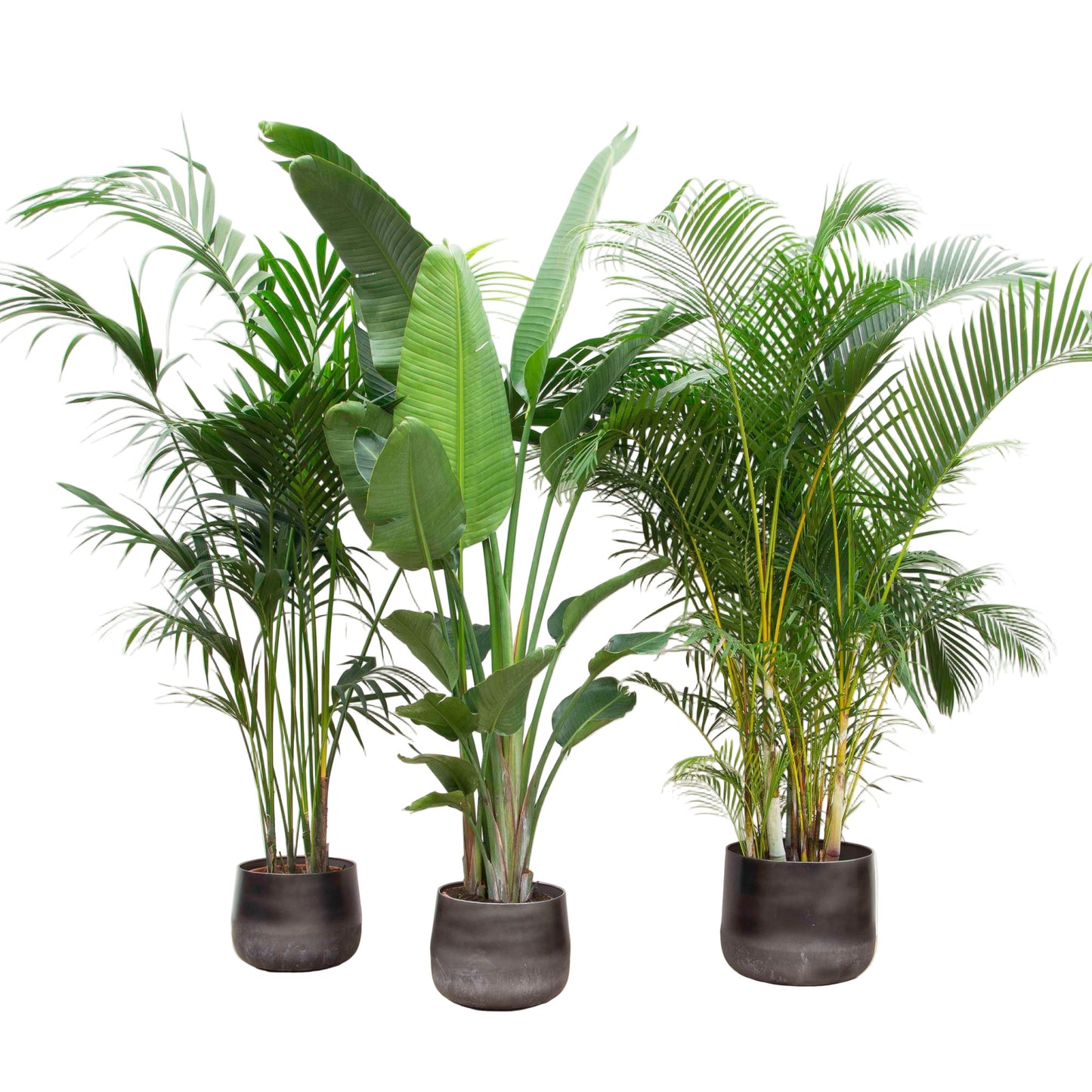 Bundle - Kentia-Palme, Strelitzia Nicolai und Areca-Palme