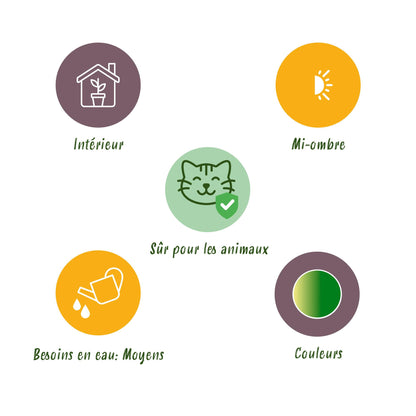 4x Maranta Fascinator "Lemon Lime" - 30 cm