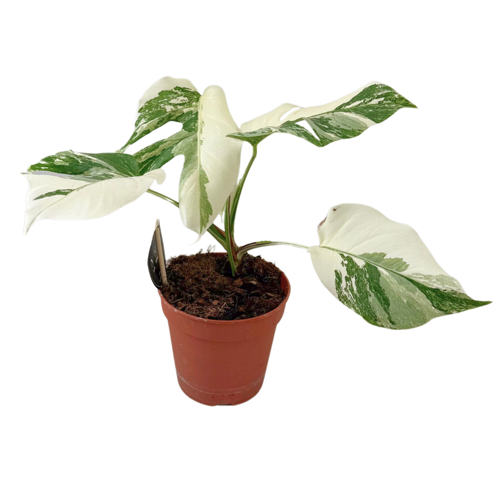 Monstera Deliciosa "Variegata Super White" 35 cm