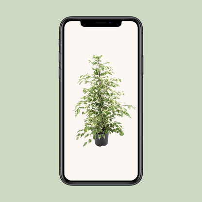 Ficus benjamina "Twilight" 95 cm