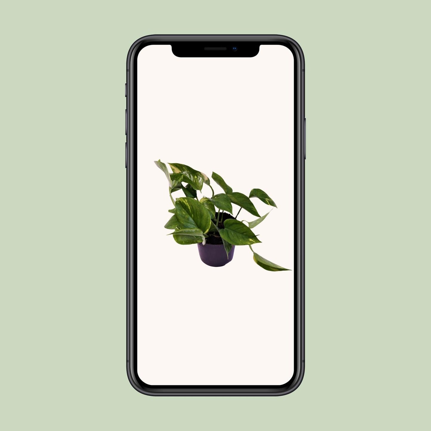 Efeutute "Aureum" - 25 cm