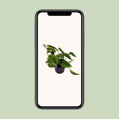 Efeutute "Aureum" - 25 cm