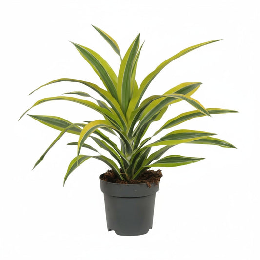 Drachenbaum "Lemon Lime" 40 cm