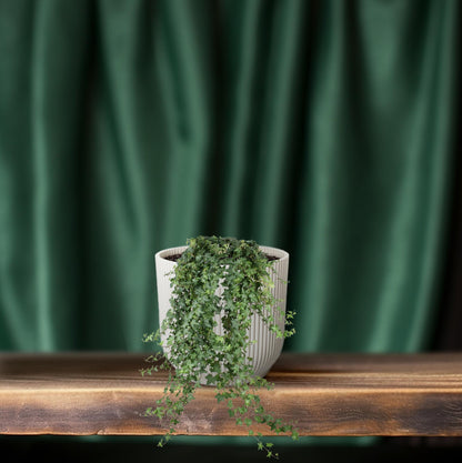 Gemeiner Efeu "Pitsburg" 70 cm