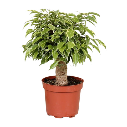 Ficus benjamina "Kinky" 28 cm
