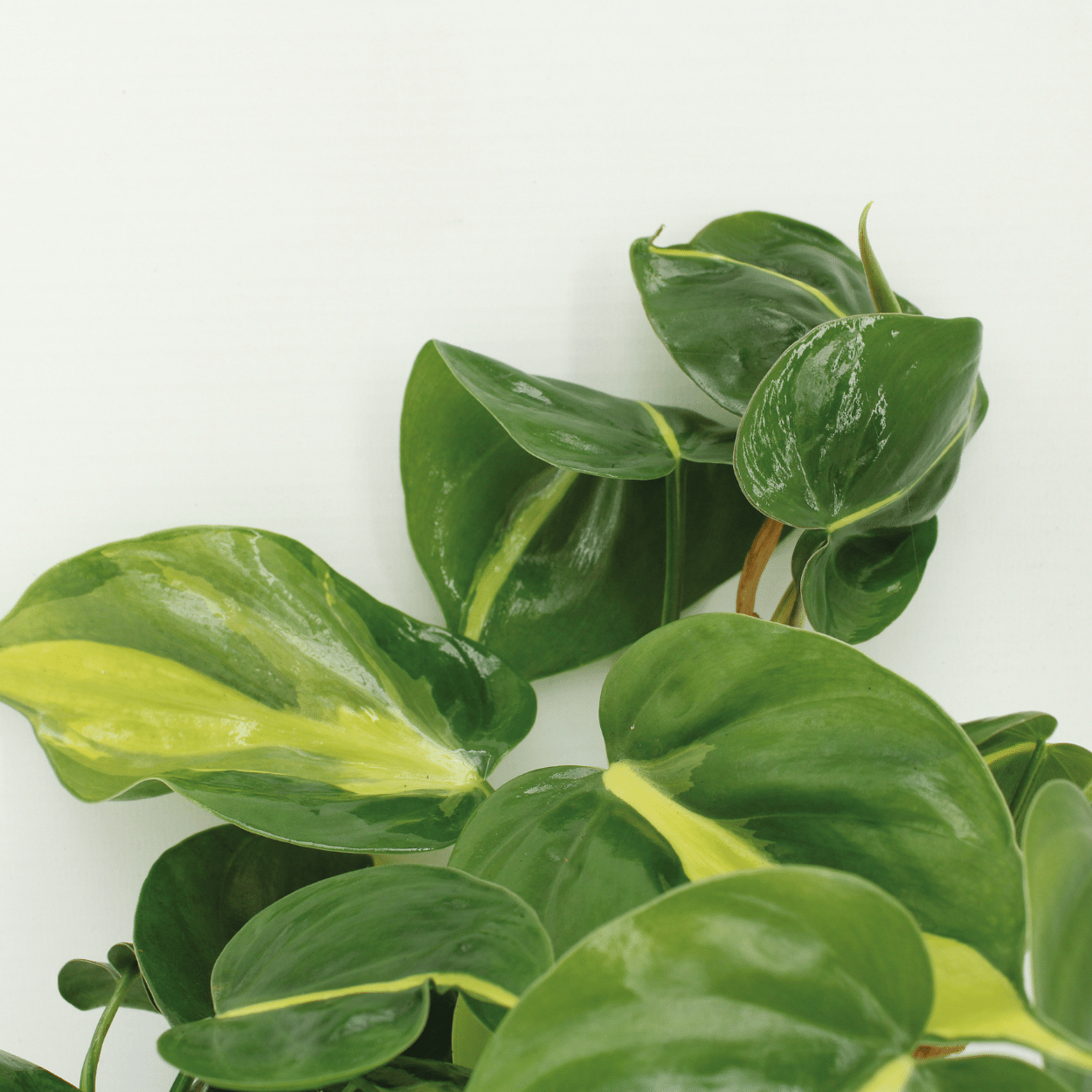 4x Philodendron "Brasil" - 15 cm
