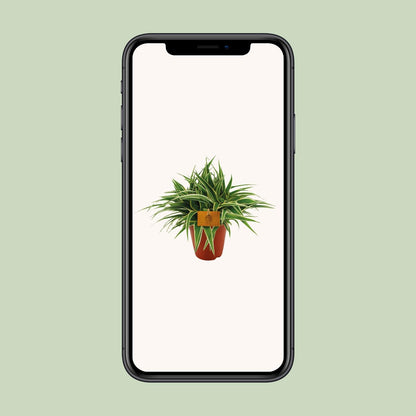 Grünlilie "Ocean" 25 cm