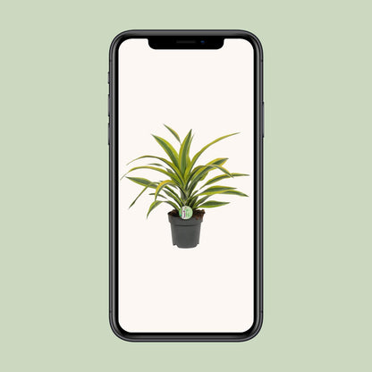 Drachenbaum "Lemon Lime" 40 cm