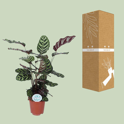 Calathea "Makoyana" 70 cm