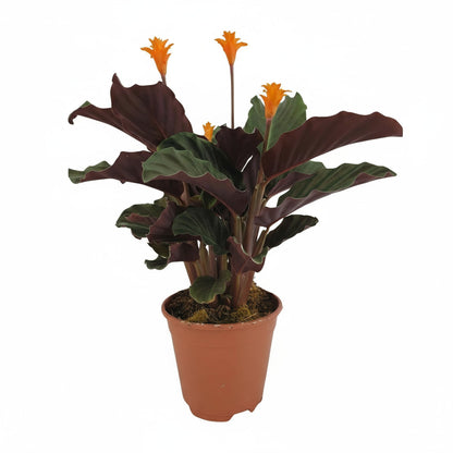 Calathea "Crocata" 45 cm