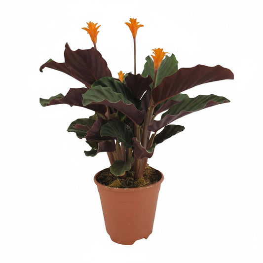 Calathea "Crocata" 45 cm