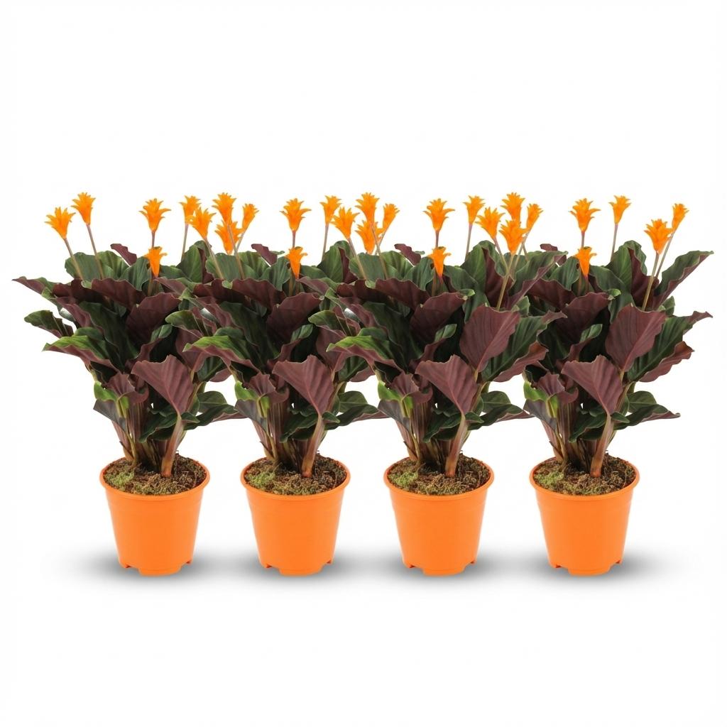 4x Calathea Crocata - 40 cm