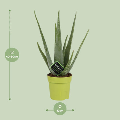 Echte Aloe 45 cm