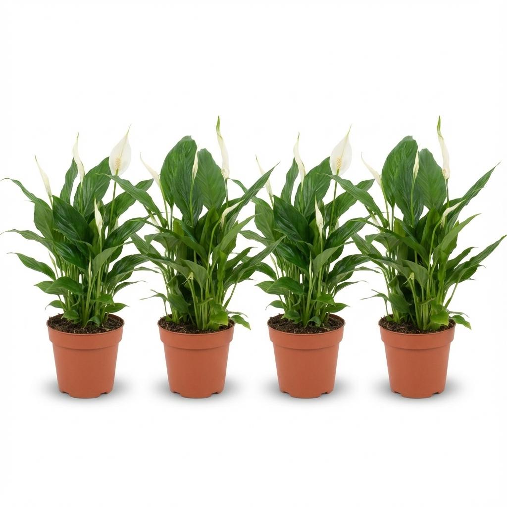4x Einblatt "Peace Lily" - 35 cm