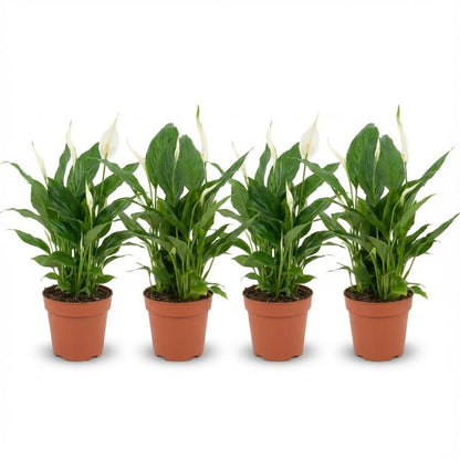 4x Einblatt "Peace Lily" - 35 cm