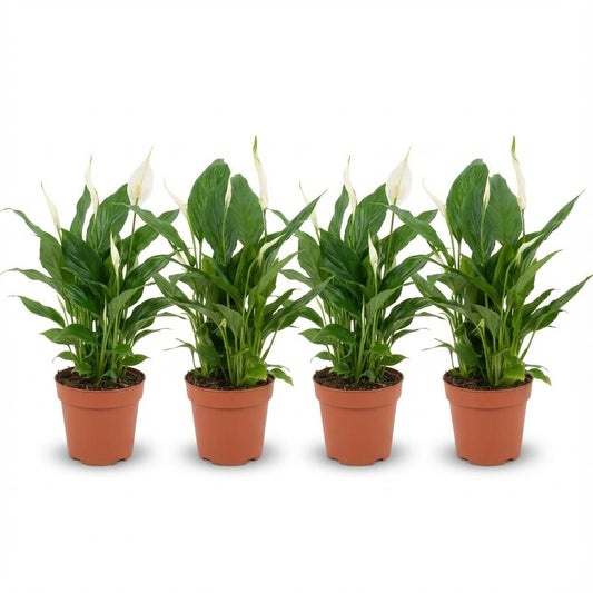 4x Einblatt "Peace Lily" - 35 cm