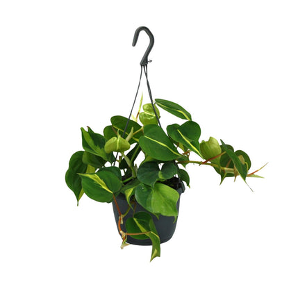 Philodendron Scandens "Brasil" 35 cm