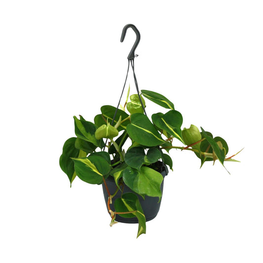 Philodendron Scandens "Brasil" 35 cm
