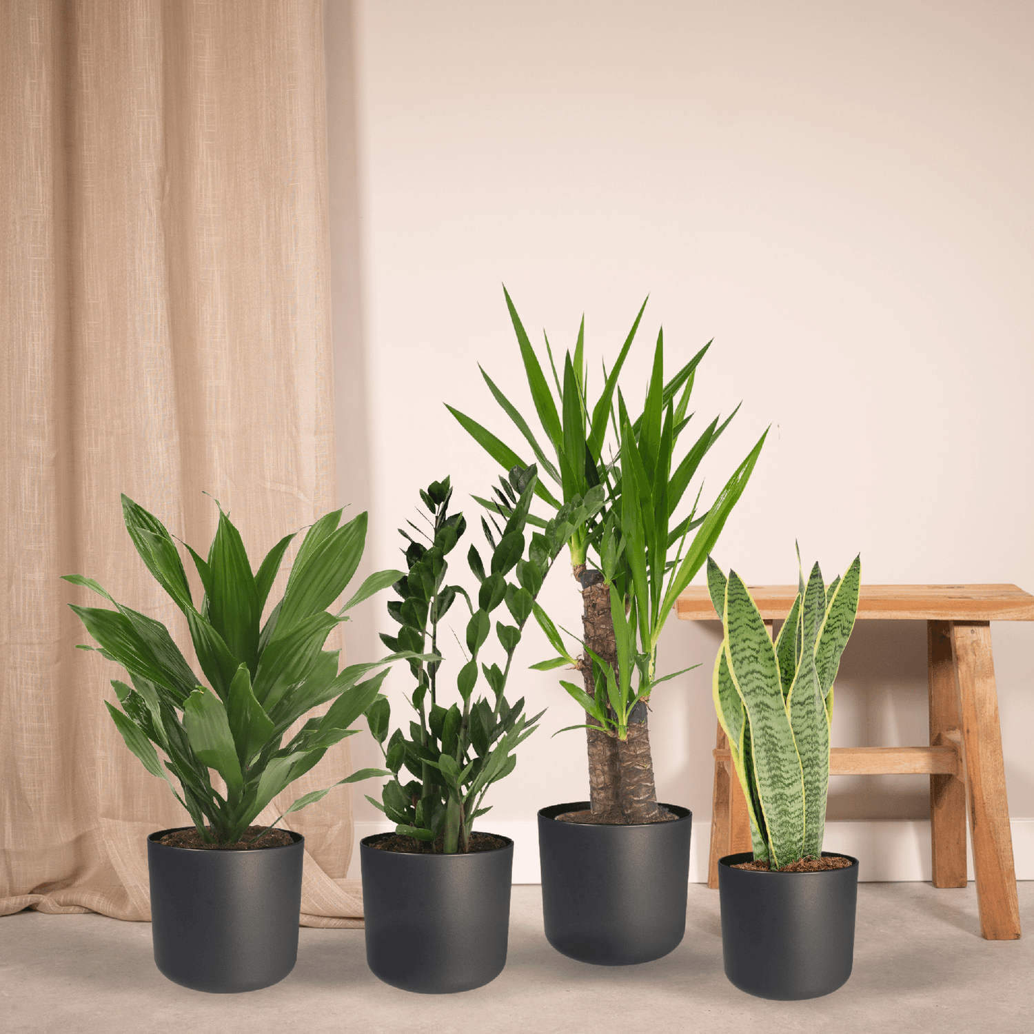 Bundle - Bogenhanf, Yucca, Glücksfeder, Drachenbaum