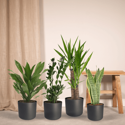 Bundle - Bogenhanf, Yucca, Glücksfeder, Drachenbaum