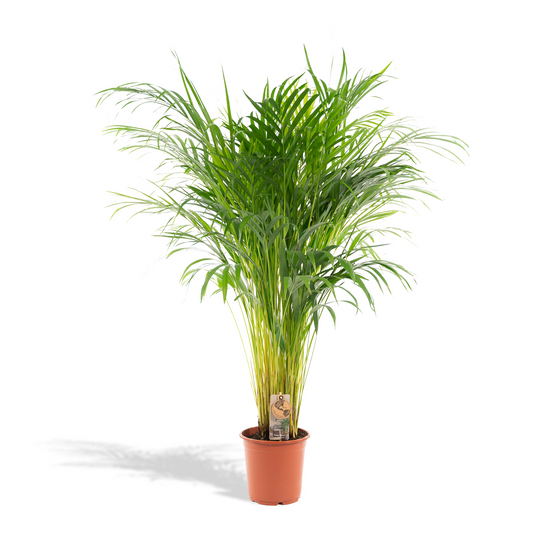 Areca-Palme 100 cm