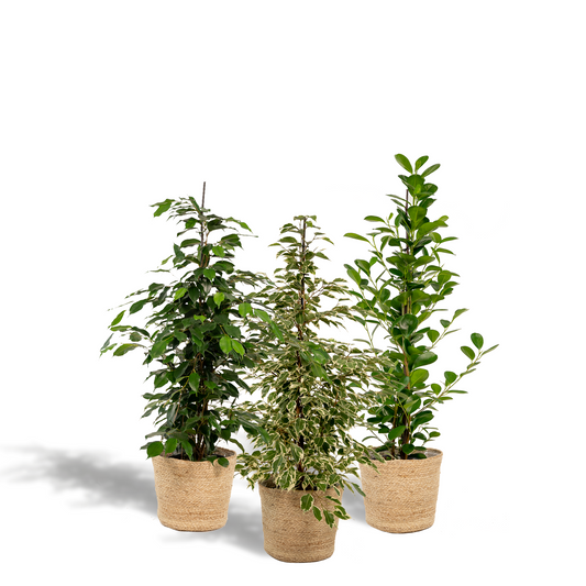 Bundle Ficus "Danielle, Twilight, Moclame" - 95 cm + Körbe