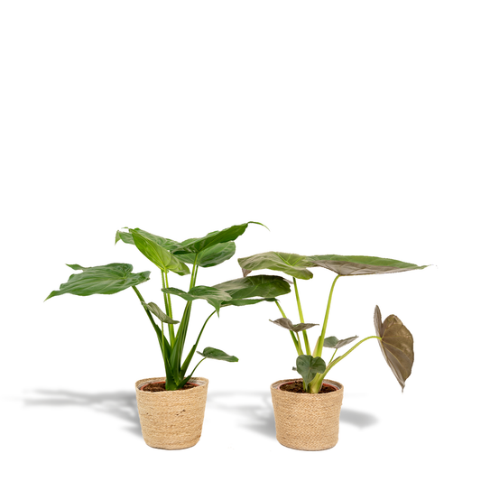 Bundle "Duo" Alocasia Cucullata/Alocasia Wentii - 60 cm + Körbe