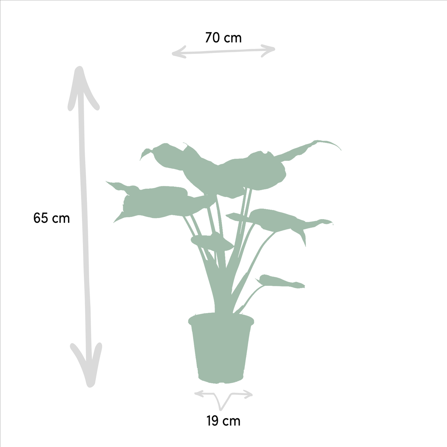 Bundle - Alocasia Cucullata, Alocasia Wentii 60 cm