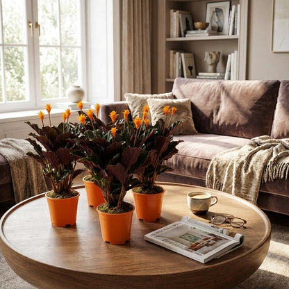 4x Calathea Crocata - 40 cm