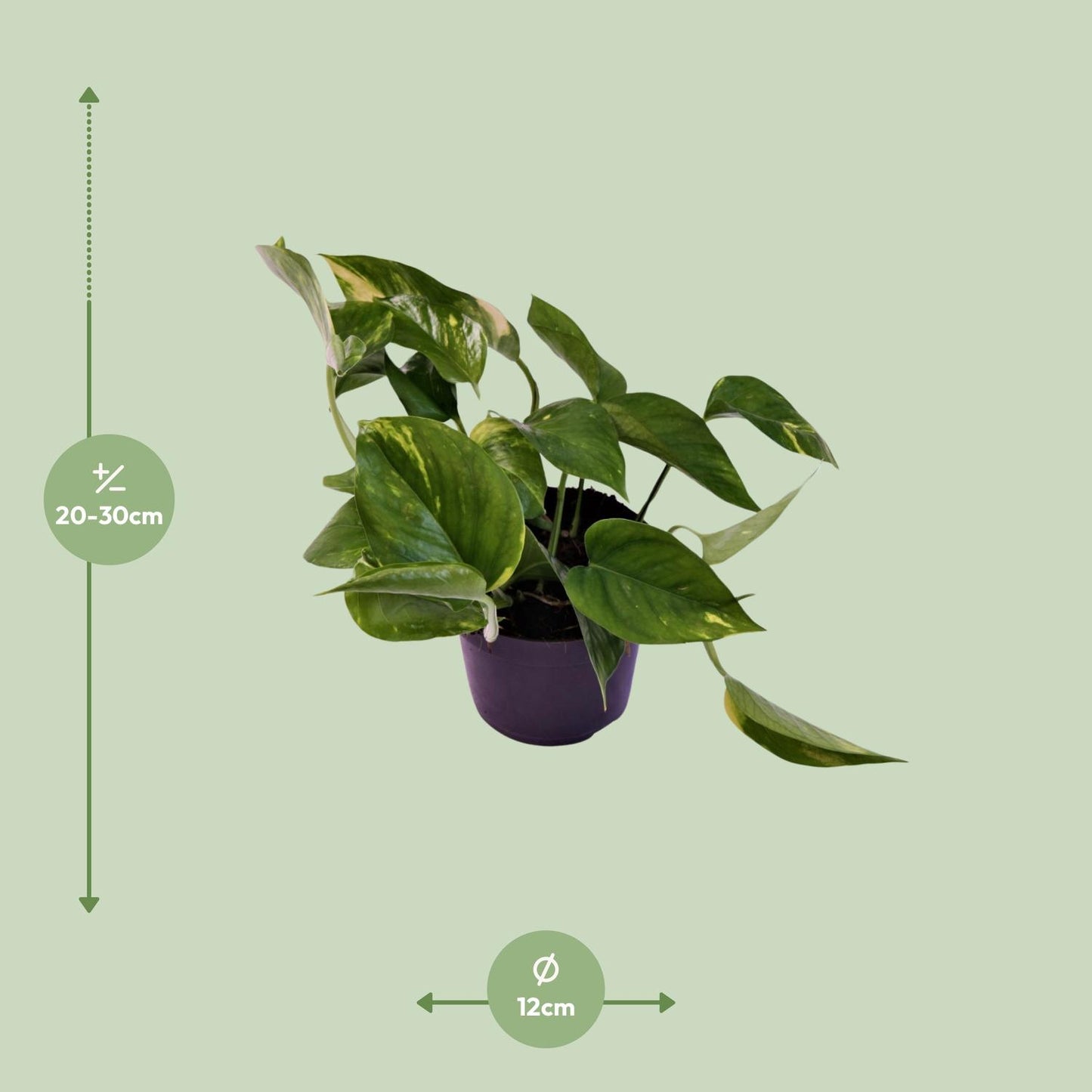 Efeutute "Aureum" - 25 cm