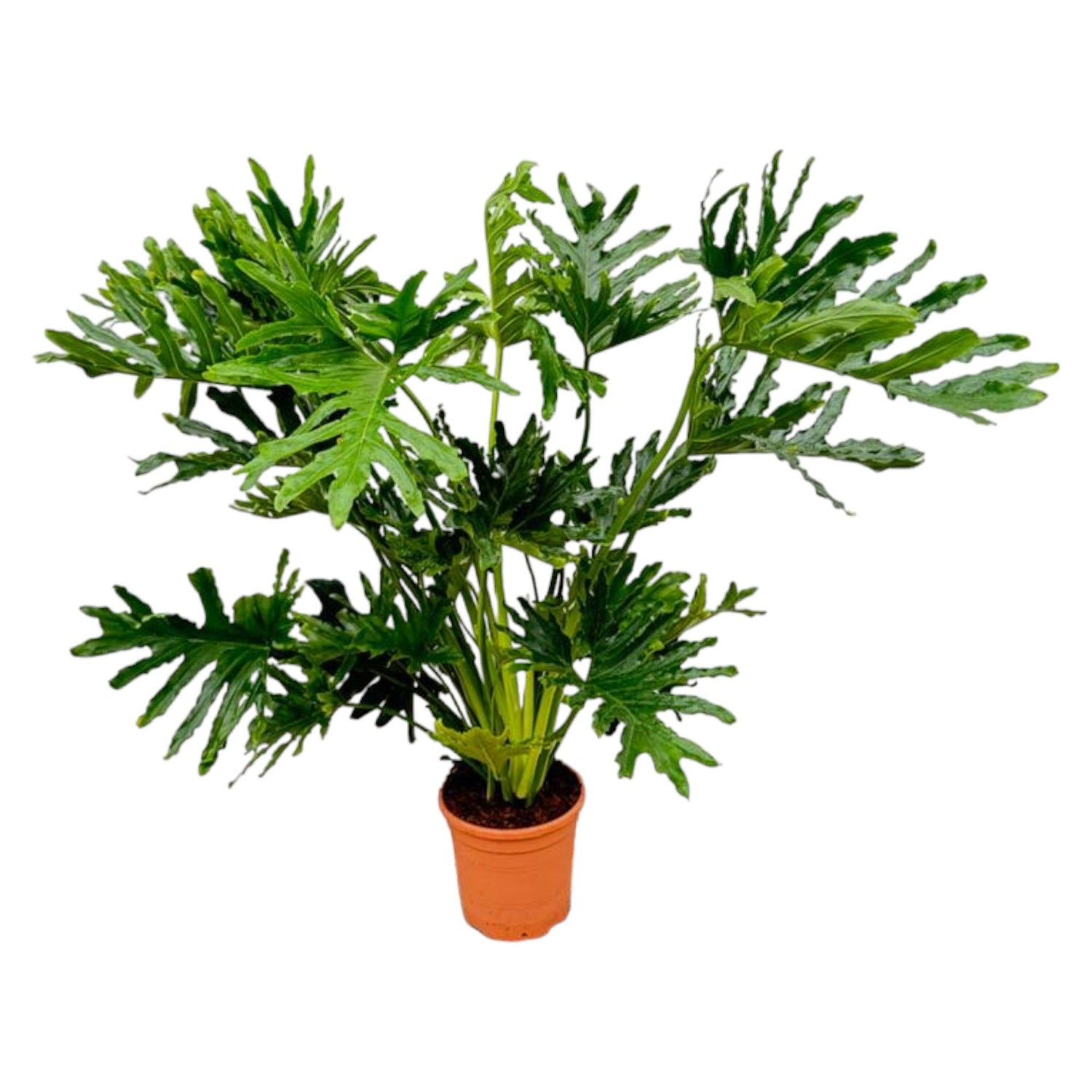 Philodendron "Selloum" 100 cm